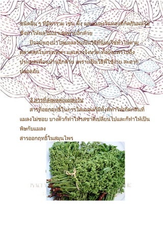 11
ชนิดอื่น ๆ ที่มีตารวม เช่น ผึ้ง และแมลงวันทองที่กัดกินผลไม้
ซึ่งทำาให้ผลไม้เน่าเสยหายอีกด้วย
ปัจจุบันถุงนำ้าไล่แมลงวันเป็นวิธีที่นิยมใช้ทั่วไปตาม
ตลาดสดในกรุงเทพฯ และต่างจังหวัด ทั้งยังแพร่ไปถึง
ประเทศเพื่อนบ้านอีกด้วย เพราะเป็นวิธีที่ใช้ง่าย สะดวก
ปลอดภัย
3.สารที่ส่งผลต่อแมลงวัน
สารที่ออกฤทธิ์ในการไล่แมลงก็มีทั้งที่ทำาให้เกิดกลิ่นที่
แมลงไม่ชอบ บางตัวก็ทำาให้รสชาติเปลี่ยนไปและก็ทำาให้เป็น
พิษกับแมลง
สารออกฤทธิ์ในสมุนไพร
 