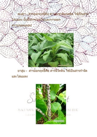 12
สะเดา - สารออกฤทธิ์คือ สารอะซาดิแรคติน ใช้เป็นสาร
ไล่แมลง ยั้บยั้งการวางไข่และการลอก
คราบของแมลง
ยาสูบ - สารออกฤทธิ์คือ สารนิโคติน ใช้เป็นสารกำาจัด
และไล่แมลง
 