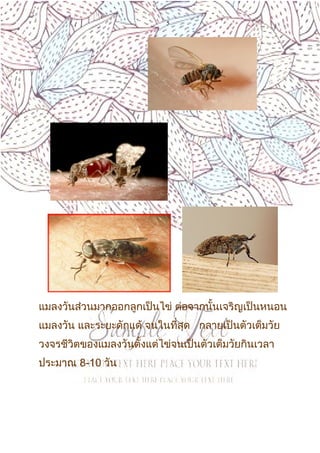 5
แมลงวันส่วนมากออกลูกเป็นไข่ ต่อจากนั้นเจริญเป็นหนอน
แมลงวัน และระยะดักแด้ จนในที่สุด กลายเป็นตัวเต็มวัย
วงจรชีวิตของแมลงวันตั้งแต่ไข่จนเป็นตัวเต็มวัยกินเวลา
ประมาณ 8-10 วัน
 