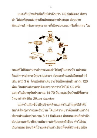 6
แมลงวันบ้านตัวเต็มวัยมีลำาตัวยาว 7-9 มิลลิเมตร สีเทา
ดำา ไม่สะท้อนแสง ตาเป็นลักษณะตาประกอบ ส่วนปาก
ดัดแปลงสำาหรับการดูดอาหารที่เป็นของเหลวหรือกึ่งเหลว ใน
ขณะที่ไม่กินอาหารปากจะหดเข้าไปอยู่ในส่วนหัว แต่ขณะ
กินอาหารปากจะยืดยาวออกมา ส่วนอกด้านหลังมีแถบดำา 4
เส้น ขามี 3 คู่ โดยปกติตัวเมียวางไข่เป็นกลุ่มประมาณ 120
ฟอง ในสภาพธรรมชาติจะสามารถวางไข่ได้ 1-2 ครั้ง
แมลงวันมีอายุขัยประมาณ 14-70 วัน แมลงวันบ้านมีชื่อทาง
วิทยาศาสตร์คือ Musca domestica
แมลงวันหัวเขียวมีรูปร่างคล้ายแมลงวันบ้านแต่มีลำาตัว
ขนาดใหญ่กว่าแมลงวันบ้าน โดยมีความยาวตั้งแต่ส่วนหัวถึง
ปลายส่วนท้องประมาณ 8-11 มิลลิเมตร ลักษณะเด่นคือลำาตัว
ส่วนอกและท้องมีความมันวาวสะท้อนแสงสีเขียว ทำาให้คน
เรียกแมลงวันชนิดนี้ว่าแมลงวันหัวเขียวทั้งๆที่ส่วนเขียวเป็น
 