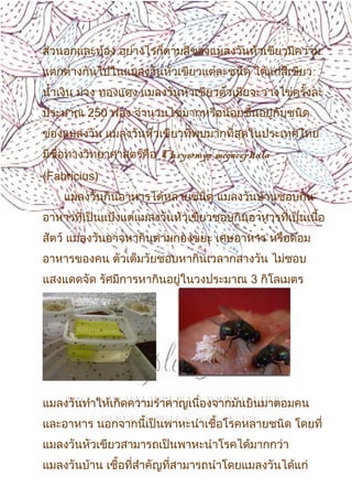 7
ส่วนอกและท้อง อย่างไรก็ตามสีของแมลงวันหัวเขียวมีความ
แตกต่างกันไปในแมลงวันหัวเขียวแต่ละชนิด ได้แก่สีเขียว
นำ้าเงิน ม่วง ทองแดง แมลงวันหัวเขียวตัวเมียจะวางไข่ครั้งละ
ประมาณ 250 ฟอง จำานวนไข่มากหรือน้อยขึ้นอยู่กับชนิด
ของแมลงวัน แมลงวันหัวเขียวที่พบมากที่สุดในประเทศไทย
มีชื่อทางวิทยาศาสตร์คือ Chrysomya megacephala
(Fabricius)
แมลงวันกินอาหารได้หลายชนิด แมลงวันบ้านชอบกิน
อาหารที่เป็นแป้งแต่แมลงวันหัวเขียวชอบกินอาหารที่เป็นเนื้อ
สัตว์ แมลงวันอาจหากินตามกองขยะ เศษอาหาร หรือตอม
อาหารของคน ตัวเต็มวัยชอบหากินเวลากลางวัน ไม่ชอบ
แสงแดดจัด รัศมีการหากินอยู่ในวงประมาณ 3 กิโลเมตร
แมลงวันทำาให้เกิดความรำาคาญเนื่องจากมันบินมาตอมคน
และอาหาร นอกจากนี้เป็นพาหะนำาเชื้อโรคหลายชนิด โดยที่
แมลงวันหัวเขียวสามารถเป็นพาหะนำาโรคได้มากกว่า
แมลงวันบ้าน เชื้อที่สำาคัญที่สามารถนำาโดยแมลงวันได้แก่
 