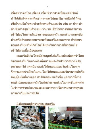 8
เชื้ออหิวาตกโรค เชื้อบิด เชื้อไข้รากสาดเชื้อแบคทีเรียที่
ทำาให้เกิดโรคทางเดินอาหารและไข่พยาธิบางชนิดได้ โดย
เชื้อโรคหรือไข่พยาธิจะติดตามตัวแมลงวัน เช่น ขา ปาก ลำา
ตัว ซึ่งปกคลุมไปด้วยขนมากมาย เชื้อโรคบางชนิดสามารถ
เข้าไปอยู่ในทางเดินอาหารของแมลงวัน และสามารถถูกขับ
ถ่ายหรือสำารอกออกมาขณะที่แมลงวันตอมอาหาร ตัวอ่อนข
องแมลงวันทำาให้เกิดโรคได้เช่นกันจากการที่ตัวอ่อนไช
เข้าไปตามเนื้อเยื่อของคน
แมลงวันมีประโยชน์ต่อมนุษย์เช่นกัน แม้จะน้อยกว่าโทษ
ของแมลงวัน ในบางท้องที่พบว่าแมลงวันสามารถช่วยผสม
เกสรดอกไม้ แพทย์บางแห่งใช้หนอนแมลงวันช่วยในการ
รักษาแผลเน่าเปื่อยในคน โดยให้หนอนแมลงวันขนาดเล็กกัด
กินเนื้อเยื่อที่ตายแล้ว ทำาให้แผลหายเร็วขึ้น นอกจากนี้การ
พบตัวอ่อนของแมลงวันในศพสามารถช่วยในการชันสูตรศพ
ไม่ว่าการช่วยประมาณระยะเวลาตาย หรือการหาสาเหตุของ
การตายในบางกรณีได้
2.สังเกตพฤติกรรมของแมลงวัน
 
