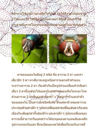 9
หลักการใช้ถุงนำ้า พลาสติกใสใส่นำ้า มัดให้ตึง ผูกห้อยแขวน
ไว้ไล่แมลงวัน ใช้วิธีทางคณิตศาสตร์ ฟิสิกส์ และการใช้
ประสาทรับภาพในการมองเห็นของตาแมลงวันมาผสมผสาน
กัน
ตาของแมลงวันมีอยู่ 2 ชนิด คือ ตารวม 2 ตา และตา
เดี่ยวอีก 3 ตา ตาเดี่ยวจะอยู่เหนือตารวมตรงหัวส่วนบน
ระหว่างตารวม 2 ตา เรียงตัวกันเป็นรูปสามเหลี่ยมหัวกลับตา
เดี่ยว 3 ตานี้จะช่วยให้แมลงวันสามารถมองเห็นในระยะไกล
ส่วนตารวม 2 ตาที่นูนออกสองข้า ง ใหญ่กว่าหัวและลำาตัว
ของแมลงวัน เป็นตารวมชนิดพิเศษ ซึ่งแต่ละข้างของตารวม
ประกอบด้วยตาเล็ก ๆ รูปหกเหลี่ยมหลายหมื่นแสนตาเรียงต่อ
เนื่องกันเต็มลูกตาทั้งสองข้าง และตาเล็ก ๆ รูปหกเหลี่ยมของ
ตารวมนี้สามารถรับแสงสว่างได้ทุกมุมมองผ่านเลนส์และผลึก
รูปกรวยรองรับแสง ซึ่งจะยืดและหดได้เพื่อปรับจอรับภาพที่
 