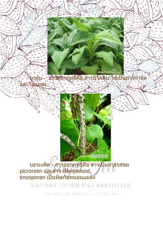10
ยาสูบ - สารออกฤทธิ์คือ สารนิโคติน ใช้เป็นสารกำาจัด
และไล่แมลง
บอระเพ็ด - สารออกฤทธิ์คือ สารเป็นสารรสขม
picroretin และสาร diterpenoid,
tinosporan เป็นพิษกับหนอนแมลง
 