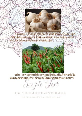 11
กระเทียม - สารออกฤทธิ์คือ สารอัลลิซินเป็นนำ้ามันไม่มีสี
แต่มีกลิ่นฉุนแสบจมูก ทำาให้แมลงเกิดการระคายเคือง ยับยั้ง
การวางไข่และการกินอาหารของแมลง
พริก - สารออกฤทธิ์คือ สารแคบไซซิน เป็นทั้งสารขับไล่
แมลงและฆ่าแมลงด้วย ฆ่าแมลงโดยเป็นพิษต่อระบบอาหาร
 