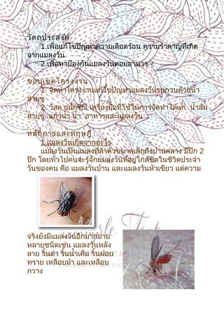 3
วัตถุประสงค์
1.เพื่อแก้ไขปัญหาความเดือดร้อน ความรำาคาญที่เกิด
จากแมลงวัน
2.เพื่อหาป้องกันแมลงวันตอมอาหาร
ขอบเขตโครงงาน
1. จัดทำาโครงงานแก้ไขปัญหาแมลงวันรบกวนด้วยนำ้า
สายชู
2. วัสดุ อุปกรณ์ เครื่องมือที่ใช้ในการจัดทำาได้แก่ นำ้าส้ม
สายชู แก้วนำ้า นำ้า อาหารและแมลงวัน
หลักการและทฤษฎี
1.แมลงวันเกิดจากอะไร
แมลงวันเป็นแมลงที่ลำาตัวขนาดเล็กถึงปานกลาง มีปีก 2
ปีก โดยทั่วไปคนจะรู้จักแมลงวันที่อยู่ใกล้ชิดในชีวิตประจำา
วันของคน คือ แมลงวันบ้าน และแมลงวันหัวเขียว แต่ความ
จริงยังมีแมลงวันอีกมากมาย
หลายชนิดเช่น แมลงวันหลัง
ลาย ริ้นดำา ริ้นนำ้าเค็ม ริ้นฝอย
ทราย เหลือบม้า และเหลือบ
กวาง
 