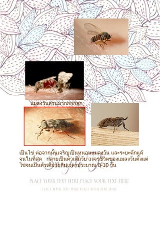 4
แมลงวันส่วนมากออกลูก
เป็นไข่ ต่อจากนั้นเจริญเป็นหนอนแมลงวัน และระยะดักแด้
จนในที่สุด กลายเป็นตัวเต็มวัย วงจรชีวิตของแมลงวันตั้งแต่
ไข่จนเป็นตัวเต็มวัยกินเวลาประมาณ 8-10 วัน
 