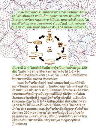 5
แมลงวันบ้านตัวเต็มวัยมีลำาตัวยาว 7-9 มิลลิเมตร สีเทา
ดำา ไม่สะท้อนแสง ตาเป็นลักษณะตาประกอบ ส่วนปาก
ดัดแปลงสำาหรับการดูดอาหารที่เป็นของเหลวหรือกึ่งเหลว ใน
ขณะที่ไม่กินอาหารปากจะหดเข้าไปอยู่ในส่วนหัว แต่ขณะ
กินอาหารปากจะยืดยาวออกมา ส่วนอกด้านหลังมีแถบดำา 4
เส้น ขามี 3 คู่ โดยปกติตัวเมียวางไข่เป็นกลุ่มประมาณ 120
ฟอง ในสภาพธรรมชาติจะสามารถวางไข่ได้ 1-2 ครั้ง
แมลงวันมีอายุขัยประมาณ 14-70 วัน แมลงวันบ้านมีชื่อทาง
วิทยาศาสตร์คือ Musca domestica
แมลงวันหัวเขียวมีรูปร่างคล้ายแมลงวันบ้านแต่มีลำาตัว
ขนาดใหญ่กว่าแมลงวันบ้าน โดยมีความยาวตั้งแต่ส่วนหัวถึง
ปลายส่วนท้องประมาณ 8-11 มิลลิเมตร ลักษณะเด่นคือลำาตัว
ส่วนอกและท้องมีความมันวาวสะท้อนแสงสีเขียว ทำาให้คน
เรียกแมลงวันชนิดนี้ว่าแมลงวันหัวเขียวทั้งๆที่ส่วนเขียวเป็น
ส่วนอกและท้อง อย่างไรก็ตามสีของแมลงวันหัวเขียวมีความ
แตกต่างกันไปในแมลงวันหัวเขียวแต่ละชนิด ได้แก่สีเขียว
นำ้าเงิน ม่วง ทองแดง แมลงวันหัวเขียวตัวเมียจะวางไข่ครั้งละ
ประมาณ 250 ฟอง จำานวนไข่มากหรือน้อยขึ้นอยู่กับชนิด
ของแมลงวัน แมลงวันหัวเขียวที่พบมากที่สุดในประเทศไทย
มีชื่อทางวิทยาศาสตร์คือ Chrysomya megacephala
(Fabricius)
 