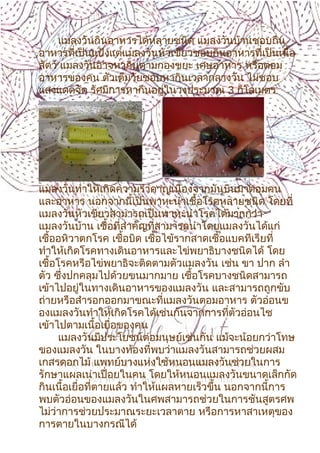 6
แมลงวันกินอาหารได้หลายชนิด แมลงวันบ้านชอบกิน
อาหารที่เป็นแป้งแต่แมลงวันหัวเขียวชอบกินอาหารที่เป็นเนื้อ
สัตว์ แมลงวันอาจหากินตามกองขยะ เศษอาหาร หรือตอม
อาหารของคน ตัวเต็มวัยชอบหากินเวลากลางวัน ไม่ชอบ
แสงแดดจัด รัศมีการหากินอยู่ในวงประมาณ 3 กิโลเมตร
แมลงวันทำาให้เกิดความรำาคาญเนื่องจากมันบินมาตอมคน
และอาหาร นอกจากนี้เป็นพาหะนำาเชื้อโรคหลายชนิด โดยที่
แมลงวันหัวเขียวสามารถเป็นพาหะนำาโรคได้มากกว่า
แมลงวันบ้าน เชื้อที่สำาคัญที่สามารถนำาโดยแมลงวันได้แก่
เชื้ออหิวาตกโรค เชื้อบิด เชื้อไข้รากสาดเชื้อแบคทีเรียที่
ทำาให้เกิดโรคทางเดินอาหารและไข่พยาธิบางชนิดได้ โดย
เชื้อโรคหรือไข่พยาธิจะติดตามตัวแมลงวัน เช่น ขา ปาก ลำา
ตัว ซึ่งปกคลุมไปด้วยขนมากมาย เชื้อโรคบางชนิดสามารถ
เข้าไปอยู่ในทางเดินอาหารของแมลงวัน และสามารถถูกขับ
ถ่ายหรือสำารอกออกมาขณะที่แมลงวันตอมอาหาร ตัวอ่อนข
องแมลงวันทำาให้เกิดโรคได้เช่นกันจากการที่ตัวอ่อนไช
เข้าไปตามเนื้อเยื่อของคน
แมลงวันมีประโยชน์ต่อมนุษย์เช่นกัน แม้จะน้อยกว่าโทษ
ของแมลงวัน ในบางท้องที่พบว่าแมลงวันสามารถช่วยผสม
เกสรดอกไม้ แพทย์บางแห่งใช้หนอนแมลงวันช่วยในการ
รักษาแผลเน่าเปื่อยในคน โดยให้หนอนแมลงวันขนาดเล็กกัด
กินเนื้อเยื่อที่ตายแล้ว ทำาให้แผลหายเร็วขึ้น นอกจากนี้การ
พบตัวอ่อนของแมลงวันในศพสามารถช่วยในการชันสูตรศพ
ไม่ว่าการช่วยประมาณระยะเวลาตาย หรือการหาสาเหตุของ
การตายในบางกรณีได้
 