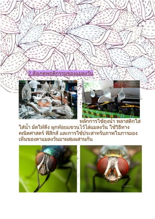 7
2.สังเกตพฤติกรรมของแมลงวัน
หลักการใช้ถุงนำ้า พลาสติกใส
ใส่นำ้า มัดให้ตึง ผูกห้อยแขวนไว้ไล่แมลงวัน ใช้วิธีทาง
คณิตศาสตร์ ฟิสิกส์ และการใช้ประสาทรับภาพในการมอง
เห็นของตาแมลงวันมาผสมผสานกัน
 