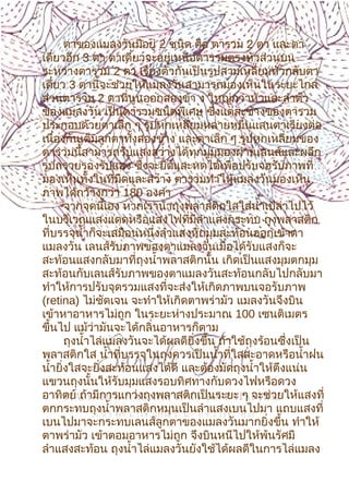 8
ตาของแมลงวันมีอยู่ 2 ชนิด คือ ตารวม 2 ตา และตา
เดี่ยวอีก 3 ตา ตาเดี่ยวจะอยู่เหนือตารวมตรงหัวส่วนบน
ระหว่างตารวม 2 ตา เรียงตัวกันเป็นรูปสามเหลี่ยมหัวกลับตา
เดี่ยว 3 ตานี้จะช่วยให้แมลงวันสามารถมองเห็นในระยะไกล
ส่วนตารวม 2 ตาที่นูนออกสองข้า ง ใหญ่กว่าหัวและลำาตัว
ของแมลงวัน เป็นตารวมชนิดพิเศษ ซึ่งแต่ละข้างของตารวม
ประกอบด้วยตาเล็ก ๆ รูปหกเหลี่ยมหลายหมื่นแสนตาเรียงต่อ
เนื่องกันเต็มลูกตาทั้งสองข้าง และตาเล็ก ๆ รูปหกเหลี่ยมของ
ตารวมนี้สามารถรับแสงสว่างได้ทุกมุมมองผ่านเลนส์และผลึก
รูปกรวยรองรับแสง ซึ่งจะยืดและหดได้เพื่อปรับจอรับภาพที่
มองเห็นทั้งในที่มืดและสว่าง ตารวมทำาให้แมลงวันมองเห็น
ภาพได้กว้างกว่า 180 องศา
จากจุดนี้เอง หากเรานำาถุงพลาสติกใสใส่นำ้าเปล่าไปไว้
ในบริเวณแสงแดดหรือแสงไฟที่มีลำาแสงกระทบ ถุงพลาสติก
ที่บรรจุนำ้าก็จะเสมือนหนึ่งลำาแสงหักมุมสะท้อนออกเข้าตา
แมลงวัน เลนส์รับภาพของตาแมลงวันเมื่อได้รับแสงก็จะ
สะท้อนแสงกลับมาที่ถุงนำ้าพลาสติกนั้น เกิดเป็นแสงมุมตกมุม
สะท้อนกับเลนส์รับภาพของตาแมลงวันสะท้อนกลับไปกลับมา
ทำาให้การปรับจุดรวมแสงที่จะส่งให้เกิดภาพบนจอรับภาพ
(retina) ไม่ชัดเจน จะทำาให้เกิดตาพร่ามัว แมลงวันจึงบิน
เข้าหาอาหารไม่ถูก ในระยะห่างประมาณ 100 เซนติเมตร
ขึ้นไป แม้ว่ามันจะได้กลิ่นอาหารก็ตาม
ถุงนำ้าไล่แมลงวันจะได้ผลดียิ่งขึ้น ถ้าใช้ถุงร้อนซึ่งเป็น
พลาสติกใส นำ้าที่บรรจุในถุงควรเป็นนำ้าที่ใสสะอาดหรือนำ้าฝน
นำ้ายิ่งใสจะยิ่งสะท้อนแสงได้ดี และต้องมัดถุงนำ้าให้ตึงแน่น
แขวนถุงนั้นให้รับมุมแสงรอบทิศทางกับดวงไฟหรือดวง
อาทิตย์ ถ้ามีการแกว่งถุงพลาสติกเป็นระยะ ๆ จะช่วยให้แสงที่
ตกกระทบถุงนำ้าพลาสติกหมุนเป็นลำาแสงเบนไปมา แถบแสงที่
เบนไปมาจะกระทบเลนส์ลูกตาของแมลงวันมากยิ่งขึ้น ทำาให้
ตาพร่ามัว เข้าตอมอาหารไม่ถูก จึงบินหนีไปให้พ้นรัศมี
ลำาแสงสะท้อน ถุงนำ้าไล่แมลงวันยังใช้ได้ผลดีในการไล่แมลง
 