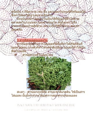 9
ชนิดอื่น ๆ ที่มีตารวม เช่น ผึ้ง และแมลงวันทองที่กัดกินผลไม้
ซึ่งทำาให้ผลไม้เน่าเสยหายอีกด้วย
ปัจจุบันถุงนำ้าไล่แมลงวันเป็นวิธีที่นิยมใช้ทั่วไปตาม
ตลาดสดในกรุงเทพฯ และต่างจังหวัด ทั้งยังแพร่ไปถึง
ประเทศเพื่อนบ้านอีกด้วย เพราะเป็นวิธีที่ใช้ง่าย สะดวก
ปลอดภัย
3.สารที่ส่งผลต่อแมลงวัน
สารที่ออกฤทธิ์ในการไล่แมลงก็มีทั้งที่ทำาให้เกิดกลิ่นที่
แมลงไม่ชอบ บางตัวก็ทำาให้รสชาติเปลี่ยนไปและก็ทำาให้เป็น
พิษกับแมลง
 สารออกฤทธิ์ในสมุนไพร
สะเดา - สารออกฤทธิ์คือ สารอะซาดิแรคติน ใช้เป็นสาร
ไล่แมลง ยั้บยั้งการวางไข่และการลอกคราบของแมลง
 