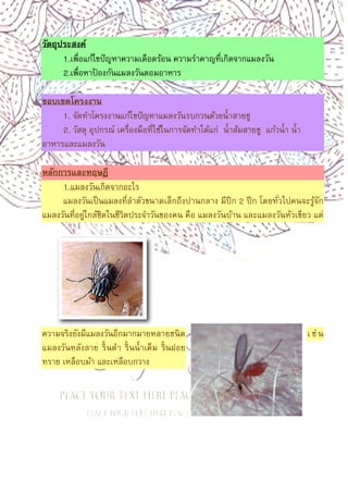 3
วัตถุประสงค์
1.เพือแก้ไขปัญหาความเดือดร้อน ความรําคาญทีเกิดจากแมลงวัน
2.เพือหาป้ องกันแมลงวันตอมอาหาร
ขอบเขตโครงงาน
1. จัดทําโครงงานแก้ไขปัญหาแมลงวันรบกวนด้วยนําสายชู
2. วัสดุ อุปกรณ์ เครืองมือทีใช้ในการจัดทําได้แก่ นําส้มสายชู แก้วนํา นํา
อาหารและแมลงวัน
หลักการและทฤษฎี
1.แมลงวันเกิดจากอะไร
แมลงวันเป็นแมลงทีลําตัวขนาดเล็กถึงปานกลาง มีปีก 2 ปีก โดยทัวไปคนจะรู้จัก
แมลงวันทีอยู่ใกล้ชิดในชีวิตประจําวันของคน คือ แมลงวันบ้าน และแมลงวันหัวเขียว แต่
ความจริงยังมีแมลงวันอีกมากมายหลายชนิด เช่น
แมลงวันหลังลาย รินดํา รินนําเค็ม รินฝอย
ทราย เหลือบม้า และเหลือบกวาง
 