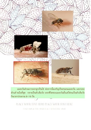 4
แมลงวันส่วนมากออกลูกเป็นไข่ ต่อจากนันเจริญเป็นหนอนแมลงวัน และระยะ
ดักแด้ จนในทีสุด กลายเป็นตัวเต็มวัย วงจรชีวิตของแมลงวันตังแต่ไข่จนเป็นตัวเต็มวัย
กินเวลาประมาณ 8-10 วัน
 