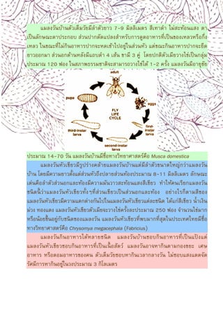 5
แมลงวันบ้านตัวเต็มวัยมีลําตัวยาว 7-9 มิลลิเมตร สีเทาดํา ไม่สะท้อนแสง ตา
เป็นลักษณะตาประกอบ ส่วนปากดัดแปลงสําหรับการดูดอาหารทีเป็นของเหลวหรือกึง
เหลว ในขณะทีไม่กินอาหารปากจะหดเข้าไปอยู่ในส่วนหัว แต่ขณะกินอาหารปากจะยืด
ยาวออกมา ส่วนอกด้านหลังมีแถบดํา 4 เส้น ขามี 3 คู่ โดยปกติตัวเมียวางไข่เป็นกลุ่ม
ประมาณ 120 ฟอง ในสภาพธรรมชาติจะสามารถวางไข่ได้ 1-2 ครัง แมลงวันมีอายุขัย
ประมาณ 14-70 วัน แมลงวันบ้านมีชือทางวิทยาศาสตร์คือ Musca domestica
แมลงวันหัวเขียวมีรูปร่างคล้ายแมลงวันบ้านแต่มีลําตัวขนาดใหญ่กว่าแมลงวัน
บ้าน โดยมีความยาวตังแต่ส่วนหัวถึงปลายส่วนท้องประมาณ 8-11 มิลลิเมตร ลักษณะ
เด่นคือลําตัวส่วนอกและท้องมีความมันวาวสะท้อนแสงสีเขียว ทําให้คนเรียกแมลงวัน
ชนิดนีว่าแมลงวันหัวเขียวทังๆทีส่วนเขียวเป็นส่วนอกและท้อง อย่างไรก็ตามสีของ
แมลงวันหัวเขียวมีความแตกต่างกันไปในแมลงวันหัวเขียวแต่ละชนิด ได้แก่สีเขียว นําเงิน
ม่วง ทองแดง แมลงวันหัวเขียวตัวเมียจะวางไข่ครังละประมาณ 250 ฟอง จํานวนไข่มาก
หรือน้อยขึนอยู่กับชนิดของแมลงวัน แมลงวันหัวเขียวทีพบมากทีสุดในประเทศไทยมีชือ
ทางวิทยาศาสตร์คือ Chrysomya megacephala (Fabricius)
แมลงวันกินอาหารได้หลายชนิด แมลงวันบ้านชอบกินอาหารทีเป็นแป้ งแต่
แมลงวันหัวเขียวชอบกินอาหารทีเป็นเนือสัตว์ แมลงวันอาจหากินตามกองขยะ เศษ
อาหาร หรือตอมอาหารของคน ตัวเต็มวัยชอบหากินเวลากลางวัน ไม่ชอบแสงแดดจัด
รัศมีการหากินอยู่ในวงประมาณ 3 กิโลเมตร
 