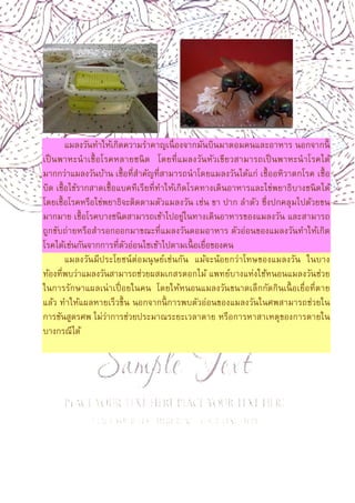 6
แมลงวันทําให้เกิดความรําคาญเนืองจากมันบินมาตอมคนและอาหาร นอกจากนี
เป็นพาหะนําเชือโรคหลายชนิด โดยทีแมลงวันหัวเขียวสามารถเป็นพาหะนําโรคได้
มากกว่าแมลงวันบ้าน เชือทีสําคัญทีสามารถนําโดยแมลงวันได้แก่ เชืออหิวาตกโรค เชือ
บิด เชือไข้รากสาดเชือแบคทีเรียทีทําให้เกิดโรคทางเดินอาหารและไข่พยาธิบางชนิดได้
โดยเชือโรคหรือไข่พยาธิจะติดตามตัวแมลงวัน เช่น ขา ปาก ลําตัว ซึงปกคลุมไปด้วยขน
มากมาย เชือโรคบางชนิดสามารถเข้าไปอยู่ในทางเดินอาหารของแมลงวัน และสามารถ
ถูกขับถ่ายหรือสํารอกออกมาขณะทีแมลงวันตอมอาหาร ตัวอ่อนของแมลงวันทําให้เกิด
โรคได้เช่นกันจากการทีตัวอ่อนไชเข้าไปตามเนือเยือของคน
แมลงวันมีประโยชน์ต่อมนุษย์เช่นกัน แม้จะน้อยกว่าโทษของแมลงวัน ในบาง
ท้องทีพบว่าแมลงวันสามารถช่วยผสมเกสรดอกไม้ แพทย์บางแห่งใช้หนอนแมลงวันช่วย
ในการรักษาแผลเน่าเปือยในคน โดยให้หนอนแมลงวันขนาดเล็กกัดกินเนือเยือทีตาย
แล้ว ทําให้แผลหายเร็วขึน นอกจากนีการพบตัวอ่อนของแมลงวันในศพสามารถช่วยใน
การชันสูตรศพ ไม่ว่าการช่วยประมาณระยะเวลาตาย หรือการหาสาเหตุของการตายใน
บางกรณีได้
 