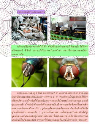 7
2.สังเกตพฤติกรรมของแมลงวัน
หลักการใช้ถุงนํา พลาสติกใสใส่นํา มัดให้ตึง ผูกห้อยแขวนไว้ไล่แมลงวัน ใช้วิธีทาง
คณิตศาสตร์ ฟิสิกส์ และการใช้ประสาทรับภาพในการมองเห็นของตาแมลงวันมา
ผสมผสานกัน
ตาของแมลงวันมีอยู่ 2 ชนิด คือ ตารวม 2 ตา และตาเดียวอีก 3 ตา ตาเดียวจะ
อยู่เหนือตารวมตรงหัวส่วนบนระหว่างตารวม 2 ตา เรียงตัวกันเป็นรูปสามเหลียมหัว
กลับตาเดียว 3 ตานีจะช่วยให้แมลงวันสามารถมองเห็นในระยะไกลส่วนตารวม 2 ตาที
นูนออกสองข้า ง ใหญ่กว่าหัวและลําตัวของแมลงวัน เป็นตารวมชนิดพิเศษ ซึงแต่ละข้าง
ของตารวมประกอบด้วยตาเล็ก ๆ รูปหกเหลียมหลายหมืนแสนตาเรียงต่อเนืองกันเต็ม
ลูกตาทังสองข้าง และตาเล็ก ๆ รูปหกเหลียมของตารวมนีสามารถรับแสงสว่างได้ทุก
มุมมองผ่านเลนส์และผลึกรูปกรวยรองรับแสง ซึงจะยืดและหดได้เพือปรับจอรับภาพที
มองเห็นทังในทีมืดและสว่าง ตารวมทําให้แมลงวันมองเห็นภาพได้กว้างกว่า 180 องศา
 