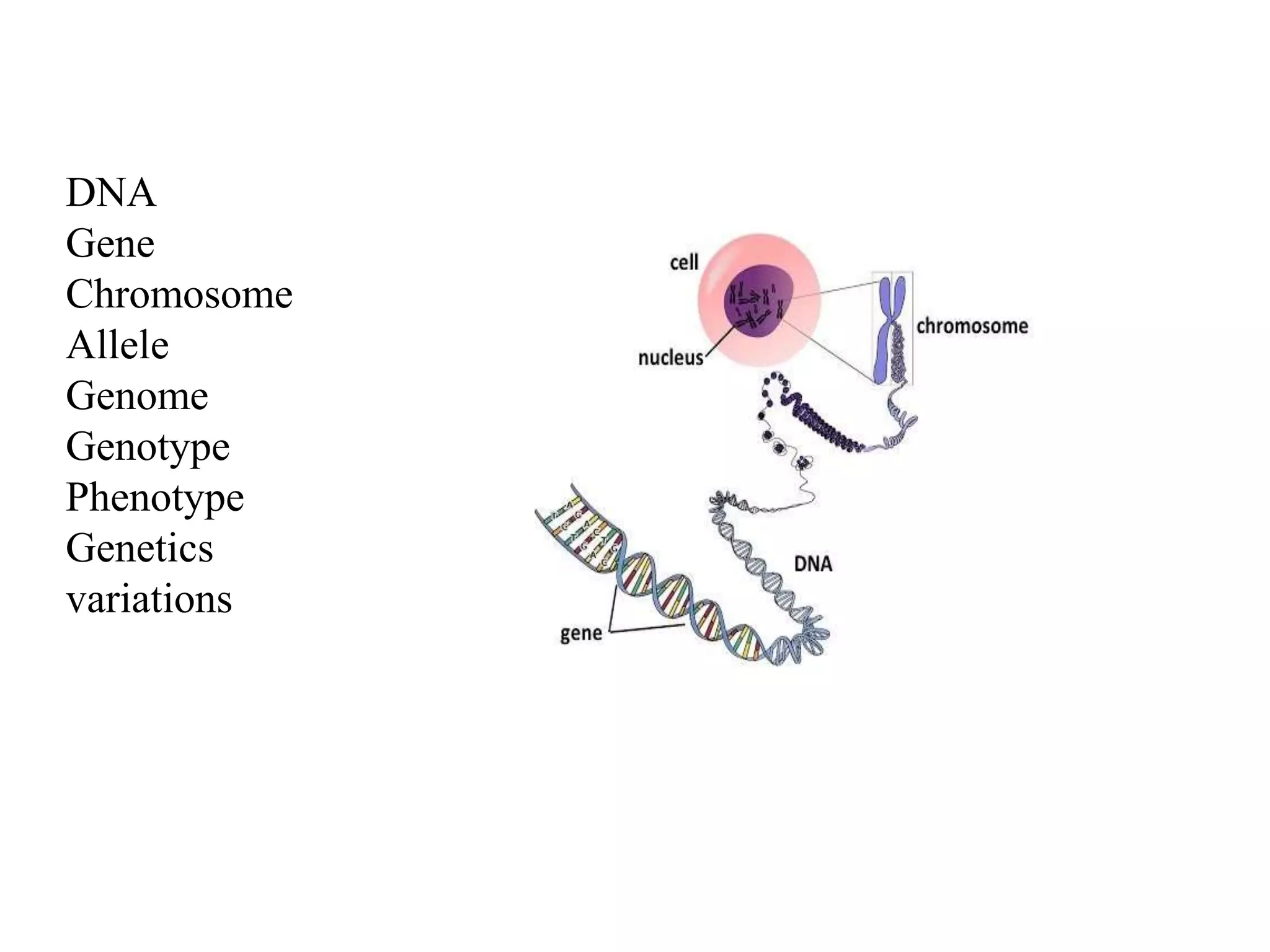 genetic variations and its role in health/ pharmacology | PPTX