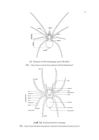 2.7 ลักษณะทางกายวิภาคของแมงมุม (มองจากด้านท้อง)
(ที่มา : http://keys.lucidcentral.org/keys/v3/theridiidae/key/)
ภาพที่ 2.8 ส่วนประกอบของร่างกายแมงมุม
(ที่มา : http://www.biodiversityexplorer.org/arachnids/spiders/anatomy.htm)
9
 