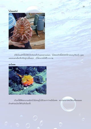 10
ไอโซพอดยักษ์
เจ้าสัตว์ทะเลลึกนี้ไม่ใช่สัตว์สําหรับคนที่กลัวแมลงอย่างแน่นอน ไอโซพอดยักษ์นั้นคือสัตว์มีกระดองญาติของกุ้ง, ปูและ
แมลงตามสวนอื่นๆที่อาศัยอยู่ตามพื้นสมุทร เจ้านี้สามารถโตได้ถึง 40.6 ซม.
ปลาโลงศพ
เจ้าปลานี้มีสีสันสวยงามเหมือนใบไม้แห่งฤดูใบไม้ร่วงมากกว่าจะเป็นโลงศพ พวกมันสามารถพบได้ตามพื้นทะเลและ
มักจะพักผ่อนโดยใช้ครีบเล็กเป็นขาตั้ง
 