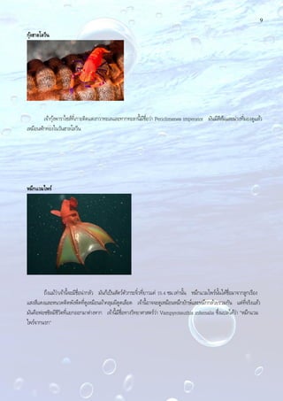 9
กุ้งฮาลโลวีน
เจ้ากุ้งพาราไซส์ที่เกาะติดแตงกวาทะเลและทากทะลานี้มีชื่อว่า Periclimenes imperator มันมีสีส้มและม่วงที่มองดูแล้ว
เหมือนฟักทองในวันฮาลโลวีน
หมึกแวมไพร์
ถึงแม้ว่าเจ้านี้จะมีชื่อน่ากลัว มันก็เป็นสัตว์ตัวกระจิ๋วที่ยาวแค่ 15.4 ซม.เท่านั้น หมึกแวมไพร์นั้นได้ชื่อมาจากลูกเรือง
แสงสีแดงและหนวดติดพังพืดที่ดูเหมือนผ้าคลุมผีดูดเลือด เจ้านี้อาจจะดูเหมือนหมึกยักษ์และหมึกกล้วยรวมกัน แต่ที่จริงแล้ว
มันคือฟอซซิลมีชีวิตที่แยกออกมาต่างหาก เจ้านี้มีชื่อทางวิทยาศาสตร์ว่า Vampyroteuthis infernalis ซึ่งแปลได้ว่า "หมึกแวม
ไพร์จากนรก"
 