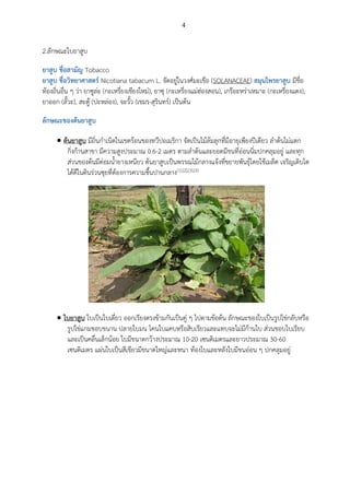 4
2.ลักษณะใบยาสูบ
ยาสูบ ชื่อสามัญ Tobacco
ยาสูบ ชื่อวิทยาศาสตร์ Nicotiana tabacum L. จัดอยู่ในวงศ์มะเขือ (SOLANACEAE) สมุนไพรยาสูบ มีชื่อ
ท้องถิ่นอื่น ๆ ว่า ยาซูล่ะ (กะเหรี่ยงเชียงใหม่), ยาซุ (กะเหรี่ยงแม่ฮ่องสอน), เกร๊อะหร่าเหมาะ (กะเหรี่ยงแดง),
ยาออก (ลั้วะ), สะตู้ (ปะหล่อง), จะวั้ว (เขมร-สุรินทร์) เป็นต้น
ลักษณะของต้นยาสูบ
 ต้นยาสูบ มีถิ่นกาเนิดในเขตร้อนของทวีปอเมริกา จัดเป็นไม้ล้มลุกที่มีอายุเพียงปีเดียว ลาต้นไม่แตก
กิ่งก้านสาขา มีความสูงประมาณ 0.6-2 เมตร ตามลาต้นและยอดมีขนที่อ่อนนิ่มปกคลุมอยู่ และทุก
ส่วนของต้นมีต่อมน้ายางเหนียว ต้นยาสูบเป็นพรรณไม้กลางแจ้งที่ขยายพันธุ์โดยใช้เมล็ด เจริญเติบโต
ได้ดีในดินร่วนซุยที่ต้องการความชื้นปานกลาง[1],[2],[3],[5]
 ใบยาสูบ ใบเป็นใบเดี่ยว ออกเรียงตรงข้ามกันเป็นคู่ ๆ ไปตามข้อต้น ลักษณะของใบเป็นรูปไข่กลับหรือ
รูปไข่แกมขอบขนาน ปลายใบมน โคนใบแคบหรือสิบเรียวและแทบจะไม่มีก้านใบ ส่วนขอบใบเรียบ
และเป็นคลื่นเล็กน้อย ใบมีขนาดกว้างประมาณ 10-20 เซนติเมตรและยาวประมาณ 30-60
เซนติเมตร แผ่นใบเป็นสีเขียวมีขนาดใหญ่และหนา ท้องใบและหลังใบมีขนอ่อน ๆ ปกคลุมอยู่
 