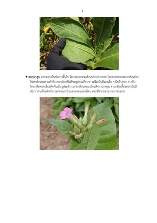 5
 ดอกยาสูบ ออกดอกเป็นช่อยาวขึ้นไป โดยจะออกตรงส่วนของปลายยอด โดยดอกจะบานจากส่วนล่าง
ไปหาส่วนบนตามลาดับ ดอกย่อยเป็นสีชมพูอ่อนเกือบขาวหรือเป็นสีแดงเรื่อ ๆ มีกลีบดอก 5 กลีบ
โคนกลีบดอกเชื่อมติดกันเป็นรูประฆัง ปลายกลีบแหลม มีขนสีขาวปกคลุม ส่วนกลีบเลี้ยงดอกเป็นสี
เขียว โคนเชื่อมติดกัน ปลายแยกเป็นแฉกแหลมและมีขน ดอกมีความสวยงามน่าชมมาก
 