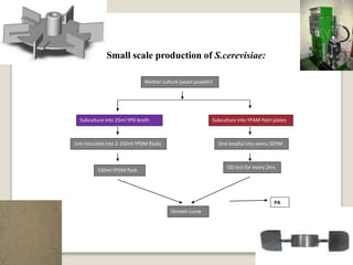 Small scale production of S.cerevisiae:
Mother culture (yeast powder)
Subculture into 25ml YPD broth Subculture into YPAM Petri plates
1ml inoculate into 2-150ml YPDM flasks One loopful into seenu SDYM
150ml YPDM flask
OD test for every 2hrs
Growth curve
PA
 