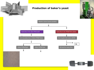 Mother culture (yeast powder)
Production of baker’s yeast
Subculture into 25ml YPD broth Subculture into YPAM Petri plates
1ml inoculate into 2-150ml YPDM flasks One loopful into seenu SDYM
150ml YPDM flask 150ml YPDM flask
PA
OD test for every 2hrs
 