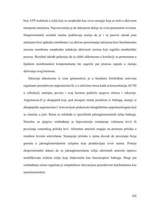 102
broj ATP molekula u ćeliji koji su neophodni kao izvor energije koja se troši u aktivnom
transportu natrijuma. Najverovatnije je da aldosteron deluje na svim pomenutim nivoima.
Eksperimentalni rezultati snažno podržavaju teoriju da je i za pasivni ulazak jona
natrijuma kroz apikalnu membranu i za aktivno preuzimanje natrijuma kroz bazolateralnu
seroznu membranu neophodna indukcija aktivnosti enzima koji regulišu metaboličke
procese. Rezultati takođe pokazuju da su efekti aldosterona u korelaciji sa promenama u
lipidnim membranskim komponentama što sugeriše put prenosa signala u slučaju
delovanja ovog hormona.
Sekrecija aldosterona iz zone glomeruloze je u bazalnim fiziološkim uslovima
regulisano posredstvom angiotenzina-II, a u uslovima stresa kada se koncentracija ACTH
u cirkulaciji značajno poveća i ovaj hormon podstiče njegovu sintezu i sekreciju.
Angiotenzin-II je oktapeptid koji, pod uticajem renina poreklom iz bubrega, nastaje iz
dekapeptida angiotenzina-I konverzijom prekursora betaglobulina-angiotenzinogena koji
se sintetiše u jetri. Renin se oslobađa iz specifičnih jukstaglomerulanih ćelija bubrega.
Stimulus za njegovo oslobađanje je hipovolemija (smanjenje volumena krvi) ili
povećanje osmotskog pritiska krvi. Aferentne arteriole reaguju na promenu pritiska u
renalnim krvnim arteriolama. Smanjenje pritiska u njima dovodi do povećanja broja
granula u jukstaglomerularnim ćelijama koje predstavljaju izvor renina. Postoje
eksperimentalni dokazi da su jukstaglomerularne ćelije aferentnih arteriola zapravo
modifikovane mišićne ćelije koje funkcionišu kao baroreceptori bubrega. Drugi put
oslobađanja renina regulisan je simpatičkom inrevacijom posredstvom kateholamina kao
neurotransmitera.
 