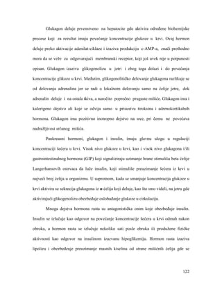 122
Glukagon deluje prvenstveno na hepatocite gde aktivira određene biohemijske
procese koji za rezultat imaju povećanje koncentracije glukoze u krvi. Ovaj hormon
deluje preko aktivacije adenilat-ciklaze i izaziva produkciju c-AMP-a, znači prethodno
mora da se veže za odgovarajući membranski receptor, koji još uvek nije u potpunosti
opisan. Glukagon izaziva glikogenolizu u jetri i zbog toga dolazi i do povećanja
koncentracije glikoze u krvi. Međutim, glikogenolitičko delovanje glukagona razlikuje se
od delovanja adrenalina jer se radi o lokalnom delovanju samo na ćelije jetre, dok
adrenalin deluje i na ostala tkiva, a naročito poprečno prugaste mišiće. Glukagon ima i
kalorigeno dejstvo ali koje se odvija samo u prisustvu tiroksina i adrenokortikalnih
hormona. Glukagon ima pozitivno inotropno dejstvo na srce, pri čemu ne povećava
nadražljivost srčanog mišića.
Pankreasni hormoni, glukagon i insulin, imaju glavnu ulogu u regulaciji
koncentraciji šećera u krvi. Visok nivo glukoze u krvi, kao i visok nivo glukagona i/ili
gastrointestinalnog hormona (GIP) koji signaliziraju uzimanje hrane stimulišu beta ćelije
Langerhansovih ostrvaca da luče insulin, koji stimuliše preuzimanje šećera iz krvi u
najveći broj ćelija u organizmu. U suprotnom, kada se smanjuje koncentracija glukoze u
krvi aktivira se sekrecija glukagona iz α ćelija koji deluje, kao što smo videli, na jetru gde
aktivirajući glikogenolizu obezbeđuje oslobađanje glukoze u cirkulaciju.
Mnoga dejstva hormona rasta su antagonistička onim koje obezbeđuje insulin.
Insulin se izlučuje kao odgovor na povećanje koncentracije šećera u krvi odmah nakon
obroka, a hormon rasta se izlučuje nekoliko sati posle obroka ili produžene fizičke
aktivnosti kao odgovor na insulinom izazvanu hipoglikemiju. Hormon rasta izaziva
lipolizu i obezbeđeuje preuzimanje masnih kiselina od strane mišićnih ćelija gde se
 