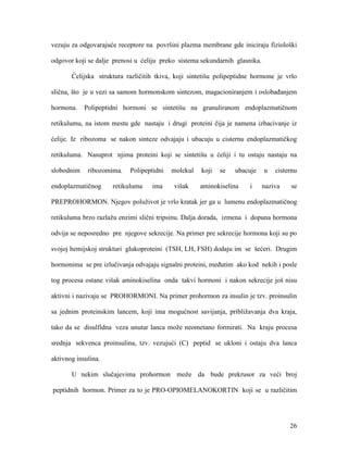 26
vezuju za odgovarajuće receptore na površini plazma membrane gde iniciraju fiziološki
odgovor koji se dalje prenosi u ćeliju preko sistema sekundarnih glasnika.
Ćelijska struktura različitih tkiva, koji sintetišu polipeptidne hormone je vrlo
slična, što je u vezi sa samom hormonskom sintezom, magacioniranjem i oslobađanjem
hormona. Polipeptidni hormoni se sintetišu na granuliranom endoplazmatičnom
retikulumu, na istom mestu gde nastaju i drugi proteini čija je namena izbacivanje iz
ćelije. Iz ribozoma se nakon sinteze odvajaju i ubacuju u cisternu endoplazmatičkog
retikuluma. Nasuprot njima proteini koji se sintetišu u ćeliji i tu ostaju nastaju na
slobodnim ribozomima. Polipeptidni molekul koji se ubacuje u cisternu
endoplazmatičnog retikuluma ima višak aminokiselina i naziva se
PREPROHORMON. Njegov poluživot je vrlo kratak jer ga u lumenu endoplazmatičnog
retikuluma brzo razlažu enzimi slični tripsinu. Dalja dorada, izmena i dopuna hormona
odvija se neposredno pre njegove sekrecije. Na primer pre sekrecije hormona koji su po
svojoj hemijskoj strukturi glukoproteini (TSH, LH, FSH) dodaju im se šećeri. Drugim
hormonima se pre izlučivanja odvajaju signalni proteini, međutim ako kod nekih i posle
tog procesa ostane višak aminokiselina onda takvi hormoni i nakon sekrecije još nisu
aktivni i nazivaju se PROHORMONI. Na primer prohormon za insulin je tzv. proinsulin
sa jednim proteinskim lancem, koji ima mogućnost savijanja, približavanja dva kraja,
tako da se disulfidna veza unutar lanca može neometano formirati. Na kraju procesa
srednja sekvenca proinsulina, tzv. vezujući (C) peptid se ukloni i ostaju dva lanca
aktivnog insulina.
U nekim slučajevima prohormon može da bude prekrusor za veći broj
peptidnih hormon. Primer za to je PRO-OPIOMELANOKORTIN koji se u različitim
 