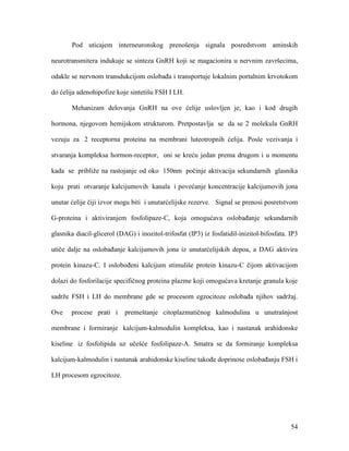 54
Pod uticajem interneuronskog prenošenja signala posredstvom aminskih
neurotransmitera indukuje se sinteza GnRH koji se magacionira u nervnim završecima,
odakle se nervnom transdukcijom oslobađa i transportuje lokalnim portalnim krvotokom
do ćelija adenohipofize koje sintetišu FSH I LH.
Mehanizam delovanja GnRH na ove ćelije uslovljen je, kao i kod drugih
hormona, njegovom hemijskom strukturom. Pretpostavlja se da se 2 molekula GnRH
vezuju za 2 receptorna proteina na membrani luteotropnih ćelija. Posle vezivanja i
stvaranja kompleksa hormon-receptor, oni se kreću jedan prema drugom i u momentu
kada se približe na rastojanje od oko 150nm počinje aktivacija sekundarnih glasnika
koju prati otvaranje kalcijumovih kanala i povećanje koncentracije kalcijumovih jona
unutar ćelije čiji izvor mogu biti i unutarćelijske rezerve. Signal se prenosi posretstvom
G-proteina i aktiviranjem fosfolipaze-C, koja omogućava oslobađanje sekundarnih
glasnika diacil-glicerol (DAG) i inozitol-trifosfat (IP3) iz fosfatidil-inizitol-bifosfata. IP3
utiče dalje na oslobađanje kalcijumovih jona iz unutarćelijskih depoa, a DAG aktivira
protein kinazu-C. I oslobođeni kalcijum stimuliše protein kinazu-C čijom aktivacijom
dolazi do fosforilacije specifičnog proteina plazme koji omogućava kretanje granula koje
sadrže FSH i LH do membrane gde se procesom egzocitoze oslobađa njihov sadržaj.
Ove procese prati i premeštanje citoplazmatičnog kalmodulina u unutrašnjost
membrane i formiranje kalcijum-kalmodulin kompleksa, kao i nastanak arahidonske
kiseline iz fosfolipida uz učešće fosfolipaze-A. Smatra se da formiranje kompleksa
kalcijum-kalmodulin i nastanak arahidonske kiseline takođe doprinose oslobađanju FSH i
LH procesom egzocitoze.
 