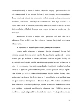 58
čoveka primećeno je da dovodi do mučnine, vrtoglavice, znojenja i opšte malaksalosti, ali
nije potvrđeno da li su ove promene direktno ili indirektno uslovljene somatostatinom.
Druga istraživanja ukazuju da somatostatin inhibira sekreciju renina, parathormona,
kalcitonina, acetilholina i adrenergičkih neurotransmitera. Pored toga nivo SRIH-a u
plazmi pada i ostaje na niskom nivou nekoliko sati posle delovanja stresa. Ovo ukazuje
da je regulacija oslobađanja hormona rasta u stresu kod pacova posredovana ovim
hormonom.
Somatostatin je nađen u mozgu, koži i pankreasu žabe, više vrsta riba i
ciklostoma. Prisustvo SRIH-a kod skoro svih vrsta vertebrata ukazuje da je on očuvan u
toku evolucije.
4. Somatotropni oslobađajući hormon (GHRH) - somatokrinin
Neuroni malog dijametra n. arkuatusa sintetišu oslobađajući hormon koji
stimuliše sekreciju hormona rasta u hipofizi. To je polipeptid sagrađen od 44 amino
kiseline, prvi put izolovan iz tumora pankreasnih ostrvaca pacijenta obolelog od
akromegalije. Ovaj hormon stimuliše sekreciju somatotropnog hormona iz hipofize u in
vitro i in vivo uslovima i nazvan je somatokrinin. Somatokrinin poseduje homologe
sekvence sa peptidima gastrointestinalnog trakta, sekretin-glukagon familije peptida.
Ovaj hormon je nađen u hipotalamo-hipofiznom regionu mnogih sisarskih vrsta,
vodozemaca i raznih vrsta riba. Prasekvenca od 29 amino kiselina ovog peptidnog lanca
ima punu aktivnost čitavog lanca od 44 amino kiseline. Ova osobina somatokrinina
karakteristična je za sve životinje kod kojih je nađen što potvrđuje visoku konzervisanost
ovog molekula i nedostatak specififčnosti u odnosu na vrste. GHRH se vezuje za
membranske receptore i posredstvom Gαs i adenilat ciklaze i povećanjem koncentracije
 