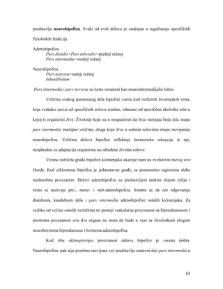 65
predstavlja neurohipofizu. Svaki od ovih delova je značajan u regulisanju specifičnih
fizioloških funkcija.
Adenohipofiza
Pars distalis+Pars tuberalis=prednji režanj
Pars intermedia=srednji režanj
Neurohipofiza
Pars nervosa=zadnji režanj
Infundibulum
Pars intermedia i pars nervosa su često označeni kao neurointermedijalni lobus
Veličina svakog pomenutog dela hipofize varira kod različitih životinjskih vrsta,
koja svakako zavisi od specifičnih uslova sredine, odnosne od specifične ekološke niše u
kojoj ti organizmi žive. Životinje koje su u mogućnosti da brzo menjaju boju tela imaju
pars intermedia značajne veličine, druge koje žive u sušnim uslovima imaju razvijeniju
neurohipofizu. Veličina delova hipofize reflektuje hormonsku sekreciju iz nje,
neophodnu za adaptaciju organizma na određene životne uslove.
Veoma različita građa hipofize kičmenjaka ukazuje nam na evolutivni razvoj ove
žlezde. Kod ciklostoma hipofiza je jednostavne građe, sa pomenutim regionima slabo
međusobno povezanim. Delovi adenohipofize su predstavljeni tankim slojem ćelija i
često se nazivaju pro-, mezo- i met-adenohipofiza. Smatra se da oni odgovaraju
distalnom, kaudalnom delu i pars intermedia adenohipofize ostalih kičmenjaka. Za
razliku od većine ostalih vertebrata ne postoji vaskularna povezanost sa hipotalamusom i
prostorna povezanost ova dva organa ne mora da bude u vezi sa fiziološkom ulogom
neurohormona hipotalamusa i hormona adenohipofize.
Kod riba aktinopterigia povezanost delova hipofize je veoma dobra.
Neurohipofiza, pak nije posebno razvijena već predstavlja sastavni deo pars intermedia u
 