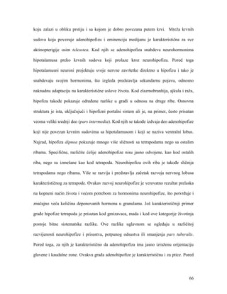 66
koju zalazi u obliku prstiju i sa kojom je dobro povezana putem krvi. Mreža krvnih
sudova koja povezuje adenohipofizu i eminenciju medijanu je karakteristična za sve
aktinopterigije osim teleostea. Kod njih se adenohipofiza snabdeva neurohormonima
hipotalamusa preko krvnih sudova koji prolaze kroz neurohipofizu. Pored toga
hipotalamusni neuroni projektuju svoje nervne završetke direktno u hipofizu i tako je
snabdevaju svojim hormonima, što izgleda predstavlja sekundarnu pojavu, odnosno
naknadnu adaptaciju na karakteristične uslove života. Kod elazmobranhija, ajkula i raža,
hipofiza takođe pokazuje određene razlike u građi u odnosu na druge ribe. Osnovna
struktura je ista, uključujući i hipofizni portalni sistem ali je, na primer, često prisutan
veoma veliki srednji deo (pars intermedia). Kod njih se takođe izdvaja deo adenohipofize
koji nije povezan krvnim sudovima sa hipotalamusom i koji se naziva ventralni lobus.
Najzad, hipofiza dipnoa pokazuje mnogo više sličnosti sa tetrapodama nego sa ostalim
ribama. Specifične, različite ćelije adenohipofize nisu jasno odvojene, kao kod ostalih
riba, nego su izmešane kao kod tetrapoda. Neurohipofiza ovih riba je takođe sličnija
tetrapodama nego ribama. Više se razvija i predstavlja začetak razvoja nervnog lobusa
karakterističnog za tetrapode. Ovakav razvoj neurohipofize je verovatno rezultat prelaska
na kopneni način života i većom potrebom za hormonima neurohipofize, što potvrđuje i
značajno veća količina deponovanih hormona u granulama. Još karakterističniji primer
građe hipofize tetrapoda je prisutan kod gmizavaca, mada i kod ove kategorije životinja
postoje bitne sistematske razlike. Ove razlike uglavnom se ogledaju u različitoj
razvijenosti neurohipofize i prisustva, potpunog odsustva ili smanjenja pars tuberalis.
Pored toga, za njih je karakteristično da adenohipofiza ima jasno izraženu orijentaciju
glavene i kaudalne zone. Ovakva građa adenohipofize je karakteristična i za ptice. Pored
 