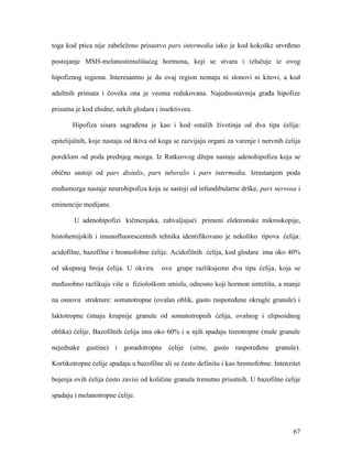 67
toga kod ptica nije zabeleženo prisustvo pars intermedia iako je kod kokoške utvrđeno
postojanje MSH-melanostimulišućeg hormona, koji se stvara i izlučuje iz ovog
hipofiznog regiona. Interesantno je da ovaj region nemaju ni slonovi ni kitovi, a kod
adultnih primata i čoveka ona je veoma redukovana. Najednostavnija građa hipofize
prisutna je kod ehidne, nekih glodara i insektivora.
Hipofiza sisara sagrađena je kao i kod ostalih životinja od dva tipa ćelija:
epitelijalnih, koje nastaju od tkiva od koga se razvijaju organi za varenje i nervnih ćelija
poreklom od poda prednjeg mozga. Iz Ratkeovog džepa nastaje adenohipofiza koja se
obično sastoji od pars distalis, pars tuberalis i pars intermedia. Izrastanjem poda
međumozga nastaje neurohipofiza koja se sastoji od infundibularne drške, pars nervosa i
eminencije medijane.
U adenohipofizi kičmenjaka, zahvaljujući primeni elektronske mikroskopije,
histohemijskih i imunofluorescentnih tehnika identifikovano je nekoliko tipova ćelija:
acidofilne, bazofilne i hromofobne ćelije. Acidofilnih ćelija, kod glodara ima oko 40%
od ukupnog broja ćelija. U okviru ove grupe razlikujemo dva tipa ćelija, koja se
međusobno razlikuju više u fiziološkom smislu, odnosno koji hormon sintetišu, a manje
na osnovu strukture: somatotropne (ovalan oblik, gusto raspoređene okrugle granule) i
laktotropne (imaju krupnije granule od somatotropnih ćelija, ovalnog i elipsoidnog
oblika) ćelije. Bazofilnih ćelija ima oko 60% i u njih spadaju tireotropne (male granule
nejednake gustine) i gonadotropne ćelije (sitne, gusto raspoređene granule).
Kortikotropne ćelije spadaju u bazofilne ali se često definišu i kao hromofobne. Intenzitet
bojenja ovih ćelija često zavisi od količine granula trenutno prisutnih. U bazofilne ćelije
spadaju i melanotropne ćelije.
 