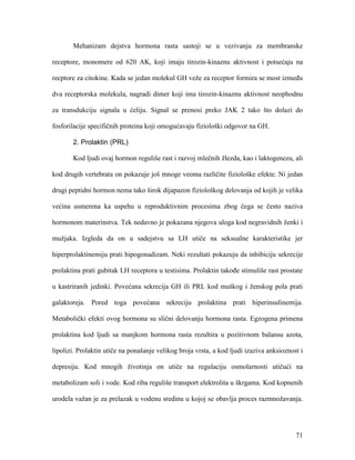 71
Mehanizam dejstva hormona rasta sastoji se u vezivanju za membranske
receptore, monomere od 620 AK, koji imaju tirozin-kinaznu aktivnost i potsećaju na
recptore za citokine. Kada se jedan molekul GH veže za receptor formira se most između
dva receptorska molekula, nagradi dimer koji ima tirozin-kinaznu aktivnost neophodnu
za transdukciju signala u ćeliju. Signal se prenosi preko JAK 2 tako što dolazi do
fosforilacije specifičnih proteina koji omogućavaju fiziološki odgovor na GH.
2. Prolaktin (PRL)
Kod ljudi ovaj hormon reguliše rast i razvoj mlečnih žlezda, kao i laktogenezu, ali
kod drugih vertebrata on pokazuje još mnoge veoma različite fiziološke efekte. Ni jedan
drugi peptidni hormon nema tako širok dijapazon fiziološkog delovanja od kojih je velika
većina usmerena ka uspehu u reproduktivnim procesima zbog čega se često naziva
hormonom materinstva. Tek nedavno je pokazana njegova uloga kod negravidnih ženki i
mužjaka. Izgleda da on u sadejstvu sa LH utiče na seksualne karakteristike jer
hiperprolaktinemiju prati hipogonadizam. Neki rezultati pokazuju da inhibiciju sekrecije
prolaktina prati gubitak LH receptora u testisima. Prolaktin takođe stimuliše rast prostate
u kastriranih jedinki. Povećana sekrecija GH ili PRL kod muškog i ženskog pola prati
galaktoreja. Pored toga povećanu sekreciju prolaktina prati hiperinsulinemija.
Metabolički efekti ovog hormona su slični delovanju hormona rasta. Egzogena primena
prolaktina kod ljudi sa manjkom hormona rasta rezultira u pozitivnom balansu azota,
lipolizi. Prolaktin utiče na ponašanje velikog broja vrsta, a kod ljudi izaziva anksioznost i
depresiju. Kod mnogih životinja on utiče na regulaciju osmolarnosti utičući na
metabolizam soli i vode. Kod riba reguliše transport elektrolita u škrgama. Kod kopnenih
urodela važan je za prelazak u vodenu sredinu u kojoj se obavlja proces razmnožavanja.
 