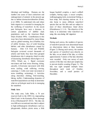 Henry 2
(farming) and building. Humans are the
number one cause of most extinctions and
endangerment of animals in the present age
due to habitat destruction/alteration (Pimm,
et al. 2000). To understand why and where
birds migrate to is essential in managing for
the wellbeing of waterfowl. In the recent
past biologists have seen a decrease in
certain populations of dabbler duck
populations such as the American Black
Duck (Nichols 1995). Contributions to this
issue have been determined by many things
such as, global warming, loss of habitat, loss
of edible biomass, loss of solid breeding
habitat, and other disturbances caused by
humans. After U.S Fish and Wildlife
biologists reviewed several thousands of
articles and books they have then grouped
disturbances into 4 categories listed in order
of decreasing disturbance (Korschgen et al.
1992). Which are, 1. Rapid overwater
movement and loud noise (boating, skiing,
aircraft), 2.Overwater movement with little
noise (sailing, wind suffering, rowing,
canoeing), 3. Little over water movement or
noise (wadding, swimming), 4. Activities
along shorelines (fishing, bird-watching,
hiking, traffic). Understanding dynamics of
waterfowl populations can help us determine
what we as biologist need to do in managing
for waterfowl.
Study Area
The study area, Lake Reba, a 76 acre
reservoir built in the 1890’s by impounding
Otter Creek in the Kentucky River drainage
(City of Richmond KY 2013). The lake sits
on a 600 acre recreational area that is subject
to high anthropogenic disturbances such as;
playgrounds, shelters, picnic areas, a little
league baseball complex, a men’s softball
complex, batting cages, a soccer complex,
walking/jogging trails, recreational fishing, a
boat ramp, fish cleaning stations etc. It is
also home to many different waterfowl
species that use this lake and are subject to
most of these disturbances listed above
(Disturbances 2, 3, 4). The objective of the
study is to determine what waterfowl are
using this area during fall migration
Methods
During each survey, the numbers of species
of waterfowl present were determined based
on observations taken at three locations
(Figure 2.) During each survey, the number
and species of waterfowl seen directly on
the lake, on an island of the lake, or within
approximately 5 meters of the lake shoreline
were recorded. Only one survey of each
section of the lake was taken per sample day
to prevent double counting (Figure 3.). The
lake was sight sampled multiple times
throughout each week of October,
November, and a small portion of
December.
 