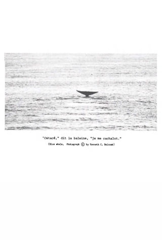 Cetac£," dit la baieine, "je me cachalot.
(Blue »hale. Photograph © by Kenneth C. Balcomb)
 
