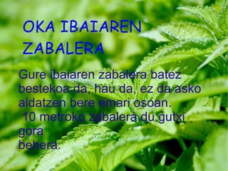 OKA IBAIAREN ZABALERA  Gure ibaiaren zabalera batez bestekoa da, hau da, ez da asko  aldatzen bere emari osoan.  10 metroko zabalera du gutxi gora  behera. 