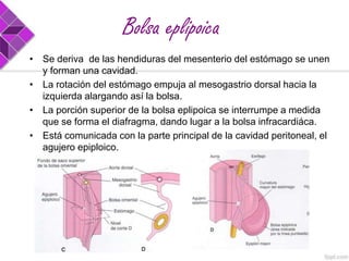 Bolsa eplipoica
• Se deriva de las hendiduras del mesenterio del estómago se unen
y forman una cavidad.
• La rotación del estómago empuja al mesogastrio dorsal hacia la
izquierda alargando así la bolsa.
• La porción superior de la bolsa eplipoica se interrumpe a medida
que se forma el diafragma, dando lugar a la bolsa infracardiáca.
• Está comunicada con la parte principal de la cavidad peritoneal, el
agujero epiploico.

 