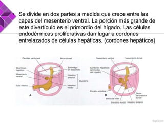 • Se divide en dos partes a medida que crece entre las
capas del mesenterio ventral. La porción más grande de
este divertículo es el primordio del hígado. Las células
endodérmicas proliferativas dan lugar a cordones
entrelazados de células hepáticas. (cordones hepáticos)

 