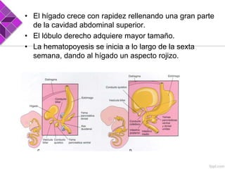 • El hígado crece con rapidez rellenando una gran parte
de la cavidad abdominal superior.
• El lóbulo derecho adquiere mayor tamaño.
• La hematopoyesis se inicia a lo largo de la sexta
semana, dando al hígado un aspecto rojizo.

 
