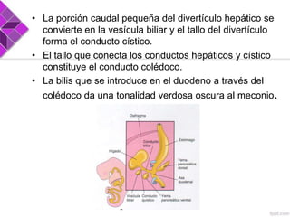 • La porción caudal pequeña del divertículo hepático se
convierte en la vesícula biliar y el tallo del divertículo
forma el conducto cístico.
• El tallo que conecta los conductos hepáticos y cístico
constituye el conducto colédoco.
• La bilis que se introduce en el duodeno a través del
colédoco da una tonalidad verdosa oscura al meconio.

 
