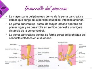 Desarrollo del páncreas
• La mayor parte del páncreas deriva de la yema pancreática
dorsal, que surge de la porción caudal del intestino anterior.
• La yema pancreática dorsal de mayor tamaño aparece en
primer lugar y se desarrolla en sentido craneal a una ligera
distancia de la yema ventral.
• La yema pancreática ventral se forma cerca de la entrada del
conducto colédoco en el duodeno.

 