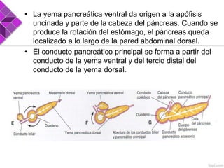• La yema pancreática ventral da origen a la apófisis
uncinada y parte de la cabeza del páncreas. Cuando se
produce la rotación del estómago, el páncreas queda
localizado a lo largo de la pared abdominal dorsal.
• El conducto pancreático principal se forma a partir del
conducto de la yema ventral y del tercio distal del
conducto de la yema dorsal.

 