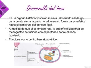 Desarrollo del bazo
• Es un órgano linfático vascular, inicia su desarrollo a lo largo
de la quinta semana, pero no adquiere su forma característica
hasta el comienzo del periodo fetal.
• A medida de que el estómago rota, la superficie izquierda del
mesogastrio se fusiona con el peritoneo sobre el riñón
izquierdo.
• Funciona como centro hematopoyético.

 