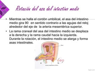 Rotación del asa del intestino medio
• Mientras se halla el cordón umbilical, el asa del intestino
medio gira 90 en sentido contrario a las agujas del reloj
alrededor del eje de la arteria mesentérica superior.
• La rama craneal del asa del intestino medio se desplaza
a la derecha y la rama caudal hacia la izquierda.
Durante la rotación, el intestino medio se alarga y forma
asas intestinales.

 