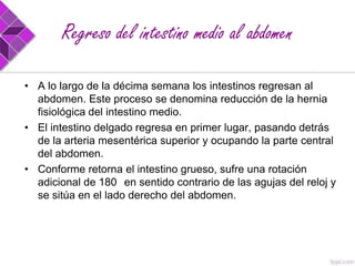 Regreso del intestino medio al abdomen
• A lo largo de la décima semana los intestinos regresan al
abdomen. Este proceso se denomina reducción de la hernia
fisiológica del intestino medio.
• El intestino delgado regresa en primer lugar, pasando detrás
de la arteria mesentérica superior y ocupando la parte central
del abdomen.
• Conforme retorna el intestino grueso, sufre una rotación
adicional de 180 en sentido contrario de las agujas del reloj y
se sitúa en el lado derecho del abdomen.

 